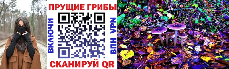 OMG зеркало  где купить наркоту  Агрыз  Псилоцибиновые грибы Psilocybe 
